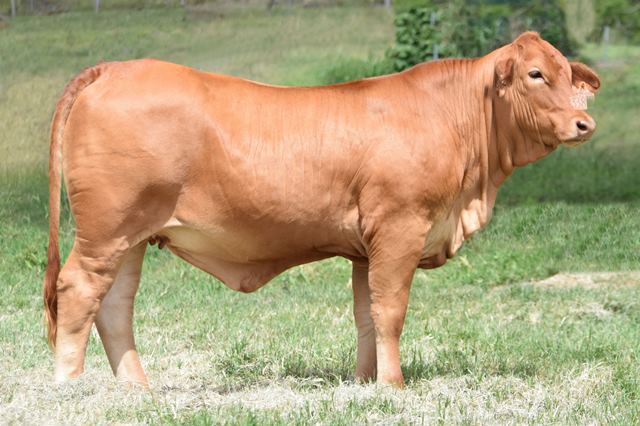 Bryvonlea Princess M E 2338